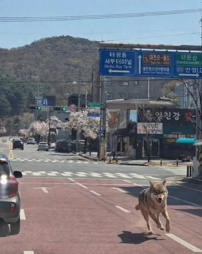 [잡담] 이 늑대 사진 합성 아니지? | 인스티즈