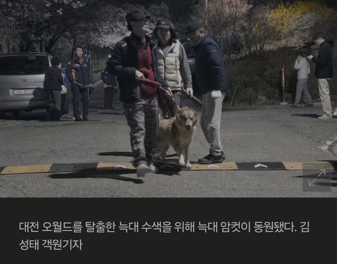 [잡담] 동물원 탈출한 늑대 찾을려고 암컷 늑대 데리고 나왔대 | 인스티즈