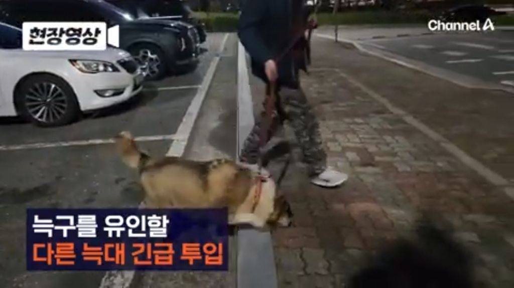[잡담] 늑구 친구 나온거봄?ㅠㅠㅠ | 인스티즈