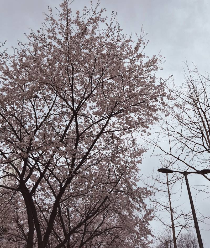 [잡담] 🌸 벚꽃 진짜 끝물인듯 | 인스티즈