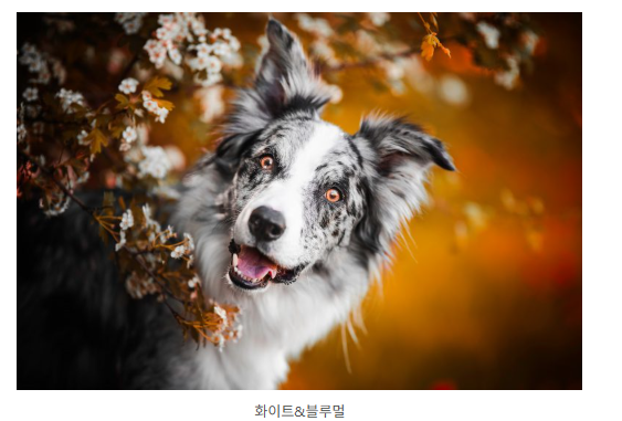 [잡담] 홍대에서 쿠키 무늬 보더콜리 봤는데 눈빛이 신비스러웠어 | 인스티즈