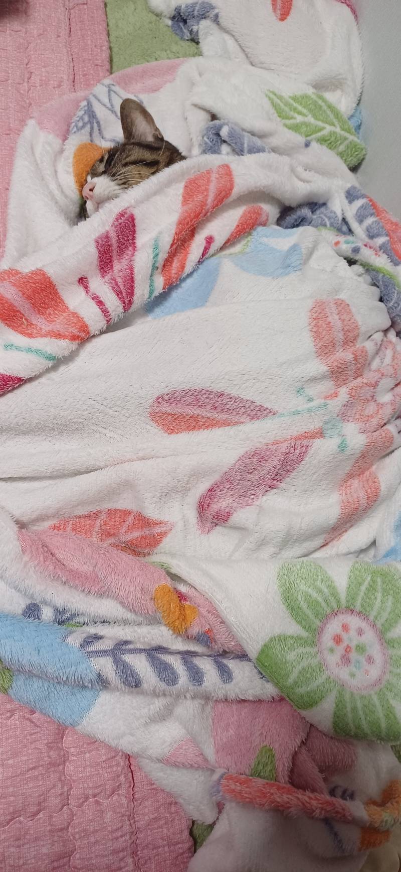 [잡담] 울집고양이가 (not 냥의지) 비오는날 이불밖은 위험하대 | 인스티즈