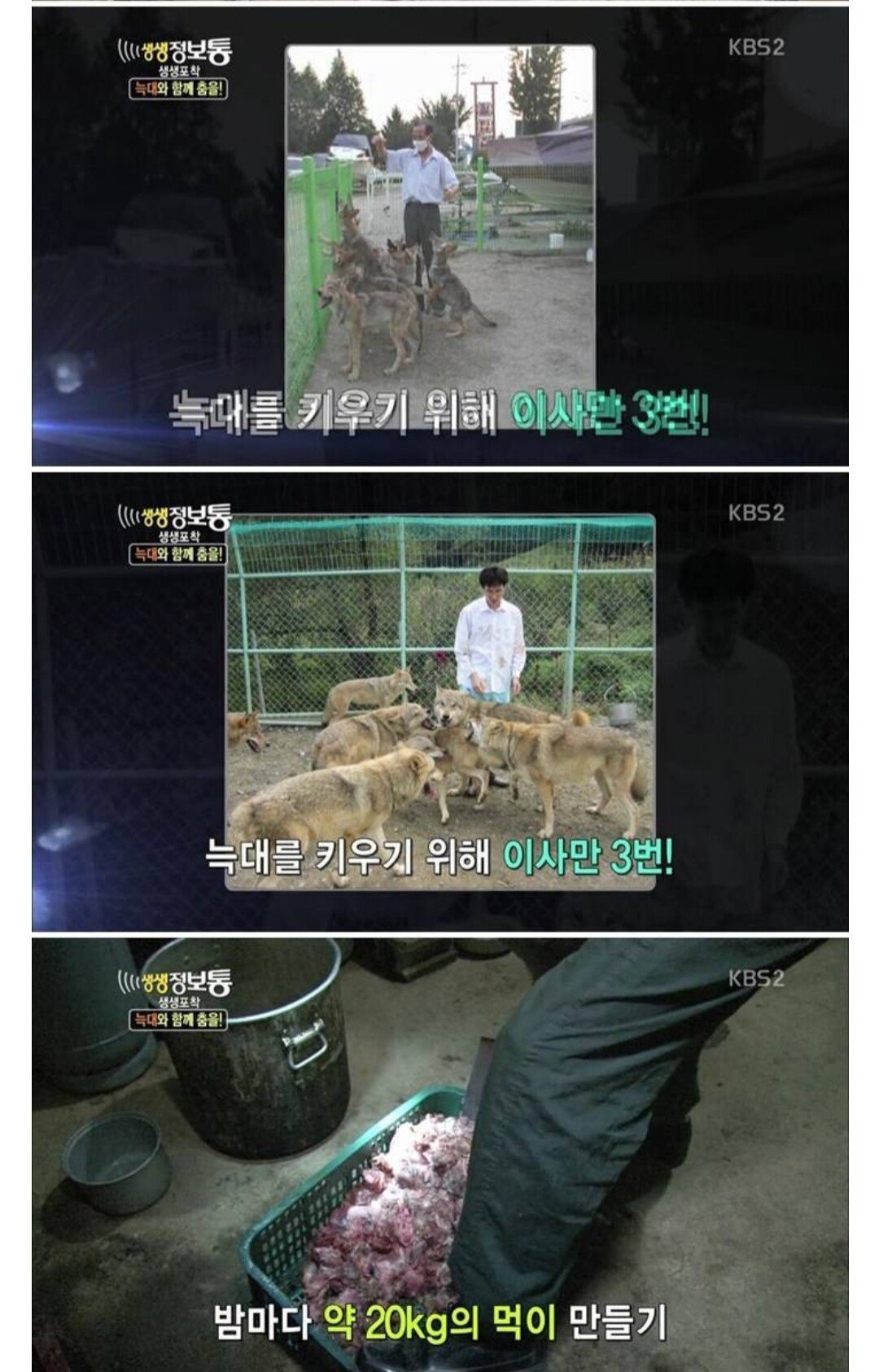 [정보/소식] 과거 방송에 나오셨던 늑대를 애완으로 키우신분 | 인스티즈