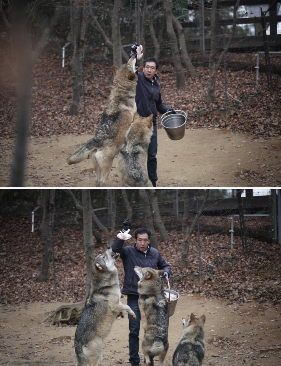 [잡담] 아니 오월드 늑대들 걍 너무 댕댕이들 인데..... | 인스티즈