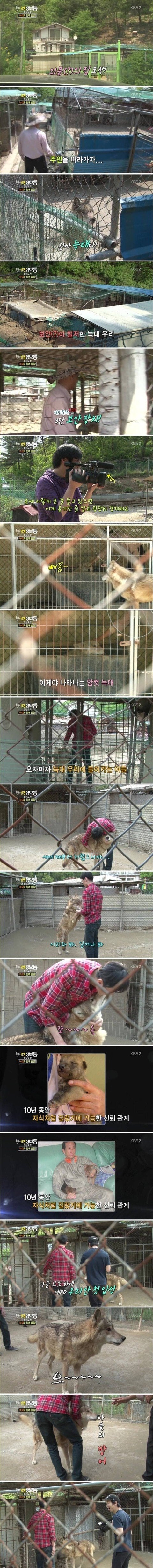 [정보/소식] 과거 방송에 나오셨던 늑대를 애완으로 키우신분 | 인스티즈