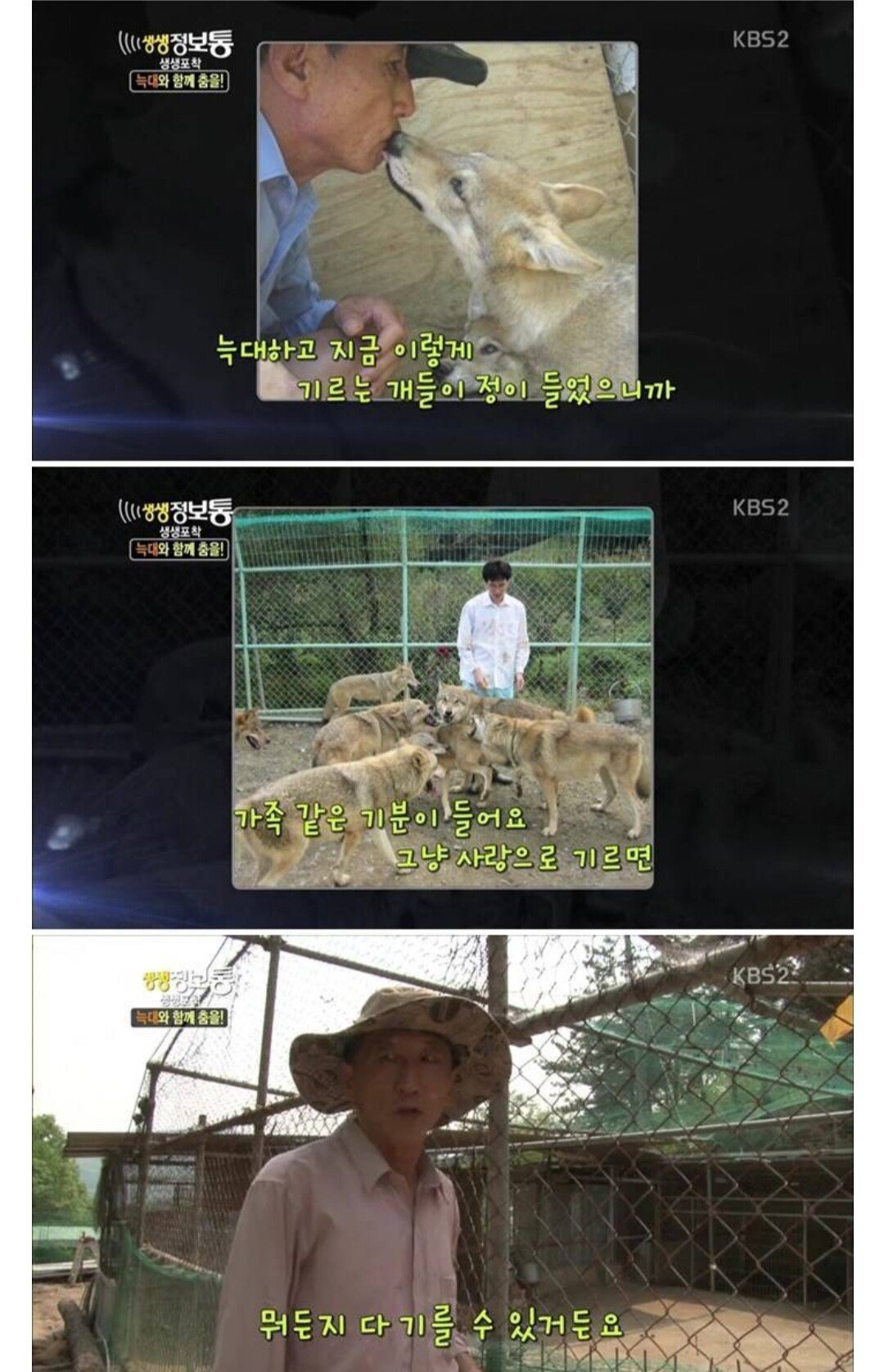 [정보/소식] 과거 방송에 나오셨던 늑대를 애완으로 키우신분 | 인스티즈
