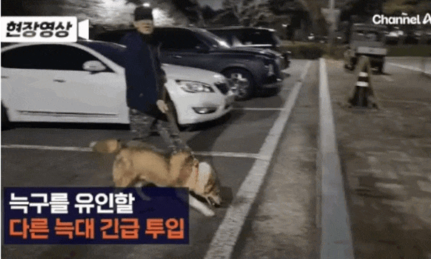 [잡담] 아니 오월드 늑대들 걍 너무 댕댕이들 인데..... | 인스티즈