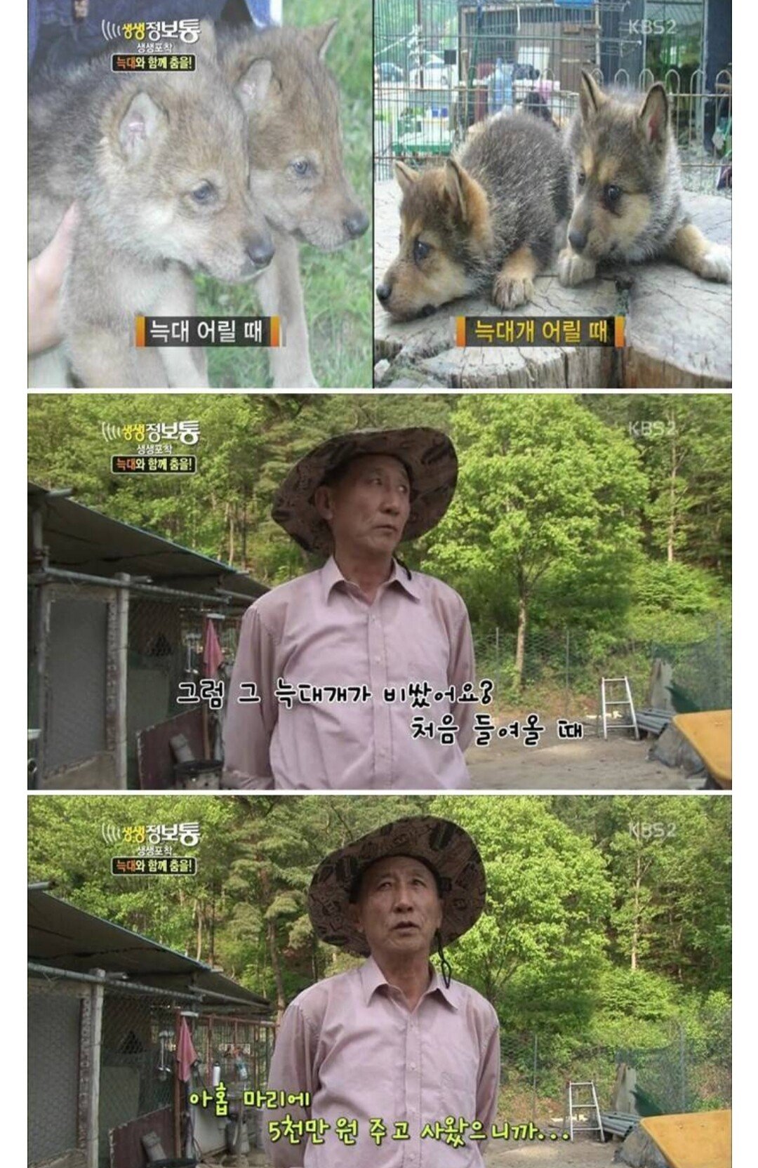 [정보/소식] 과거 방송에 나오셨던 늑대를 애완으로 키우신분 | 인스티즈