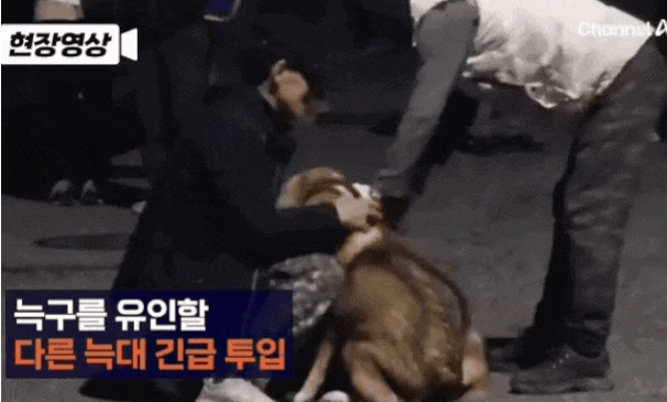 [잡담] 아니 오월드 늑대들 걍 너무 댕댕이들 인데..... | 인스티즈