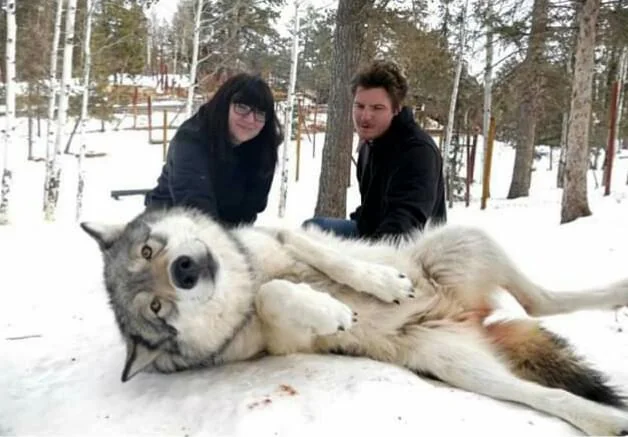 [잡담] 오월드 늑대🙄 | 인스티즈