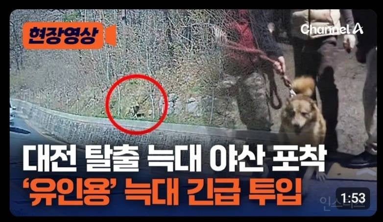 대전 탈출 늑대 야산포착 '유인용 늑대 긴급 투입' | 인스티즈