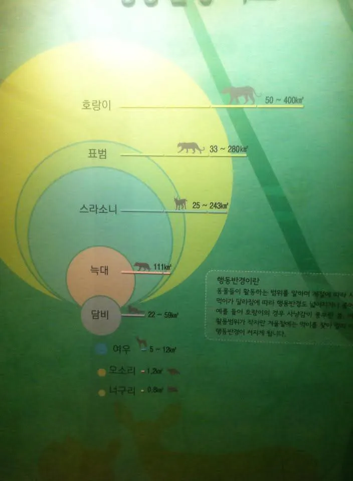[정보/소식] 늑구 포획이 어려운 이유 | 인스티즈
