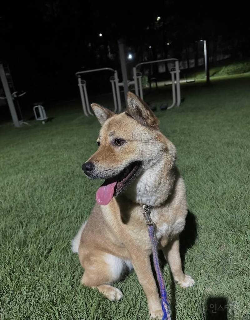 실시간 개장수가 남의 집 마당에서 반려견 납치해간 사건 | 인스티즈