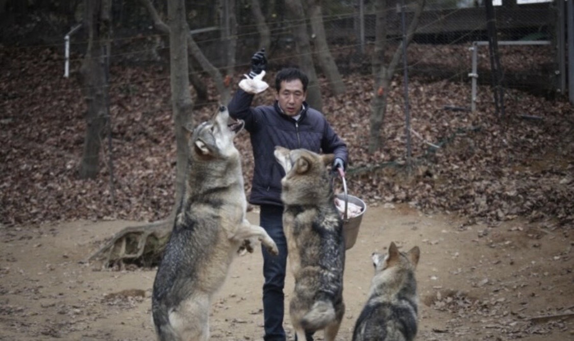 [잡담] 헐 늑구 사육사님 유명한분이잔아 | 인스티즈