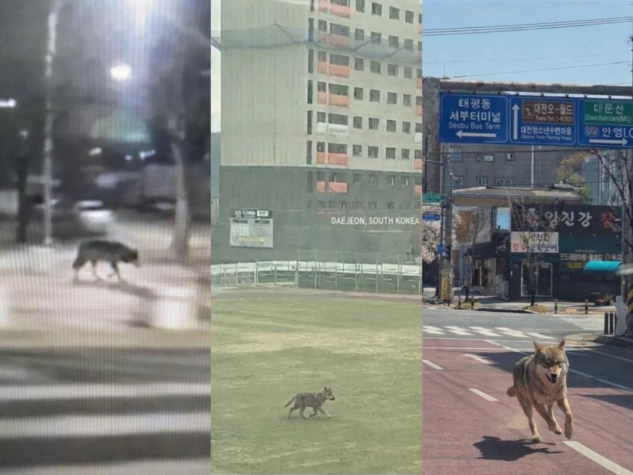 [정보/소식] 늑대 늑구 목격했어요!!! 오인 신고 및 AI 재생 이미지로 수색 난항 | 인스티즈