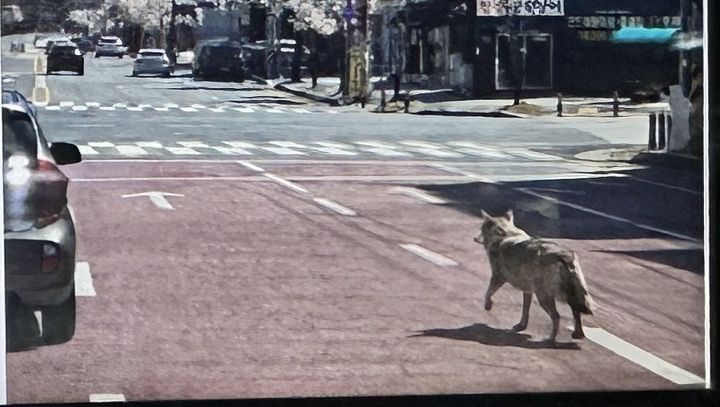 [정보/소식] 늑구 이거 조작된 사진이래 | 인스티즈