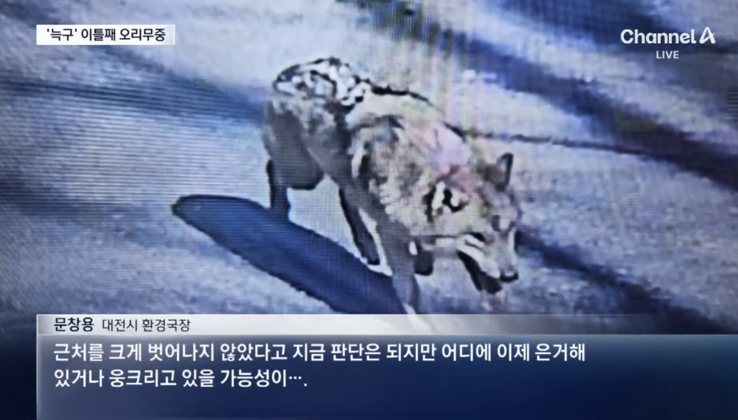 [정보/소식] 전문가"늑구 비 피해 웅크리고 있을 가능성 크다 | 인스티즈