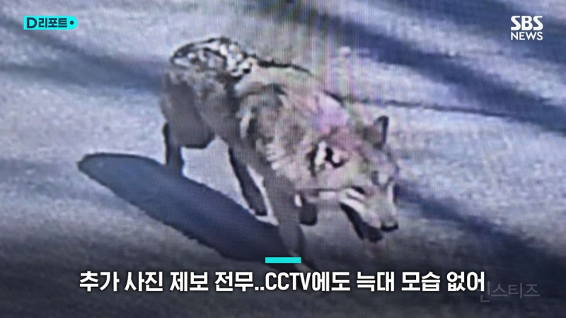 동물원 탈출 늑구 목격 사진들은 ai 생성 이미지.jpg | 인스티즈