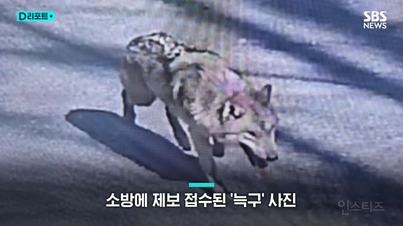 동물원 탈출 늑구 목격 사진들은 ai 생성 이미지.jpg | 인스티즈