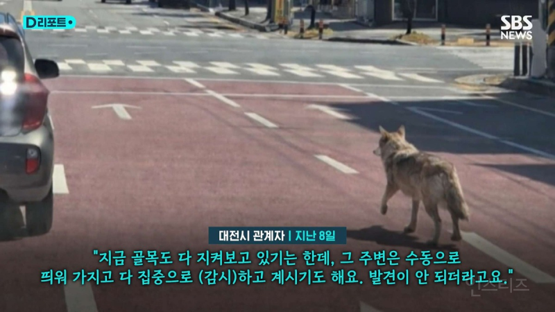 동물원 탈출 늑구 목격 사진들은 ai 생성 이미지.jpg | 인스티즈
