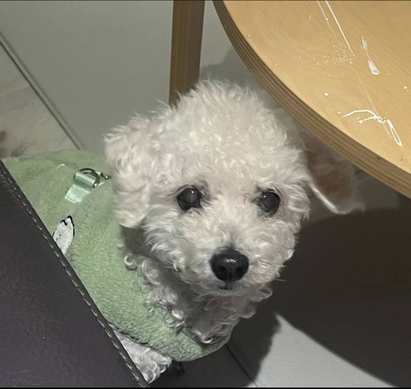 [잡담] 우리집 강아지 너무 귀여워 | 인스티즈