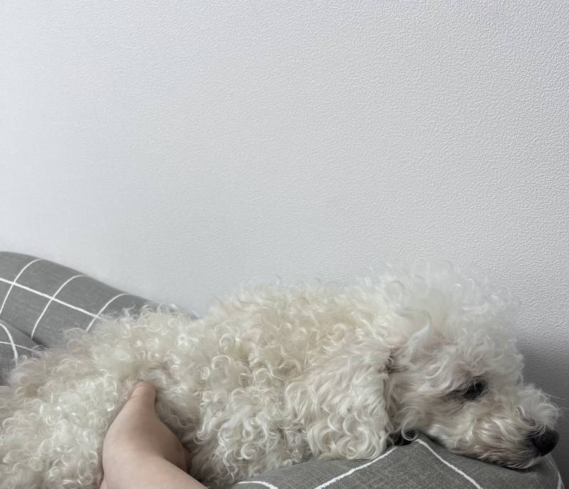 [잡담] 우리집 강아지 너무 귀여워 | 인스티즈