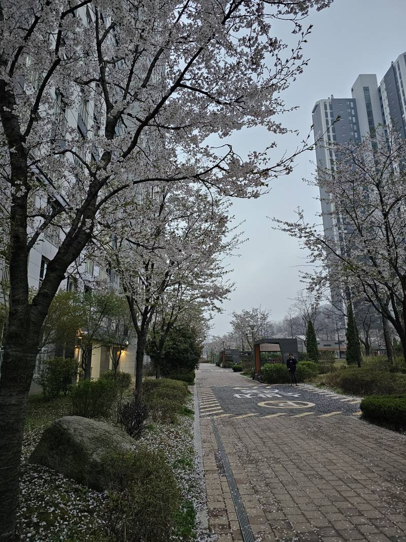 [잡담] 하늘 흐리니까 벚꽃이 칙칙해보임 | 인스티즈