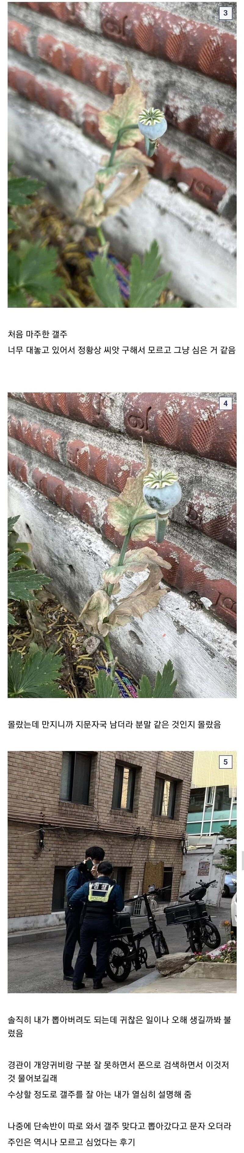 하루에 양귀비를 두번본 식물갤러 | 인스티즈