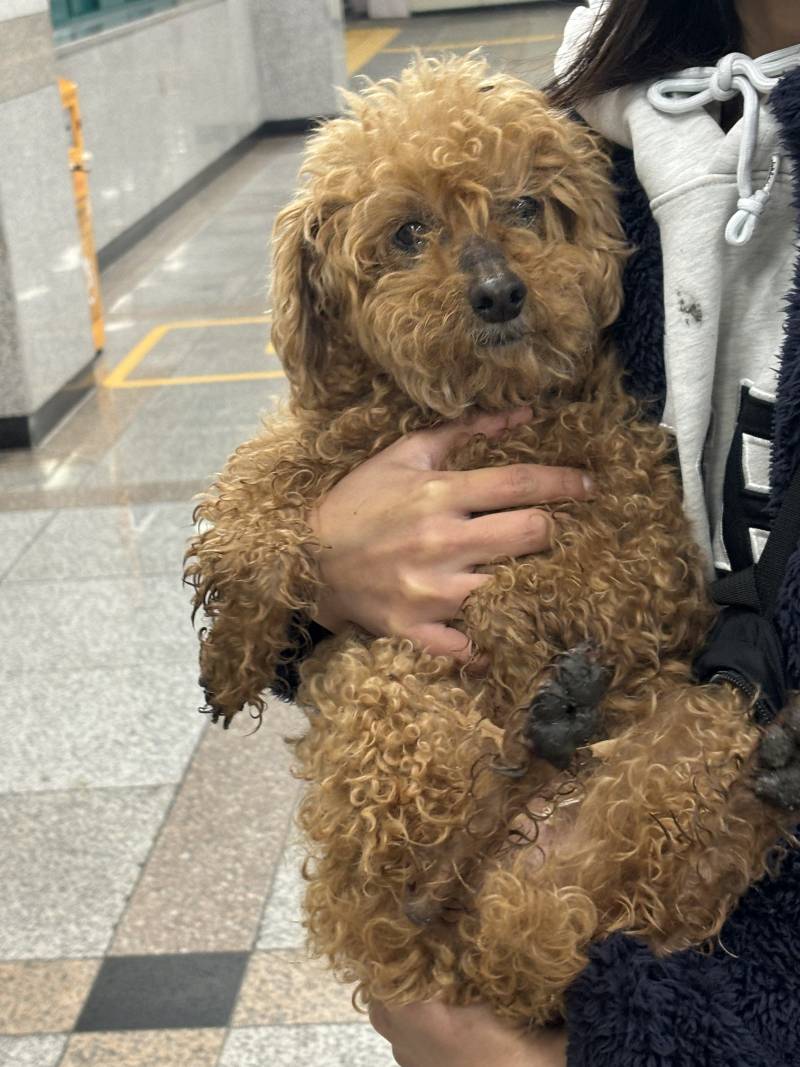 [잡담] 경기도 오산 푸들 잃어버린 사람 있을까? | 인스티즈