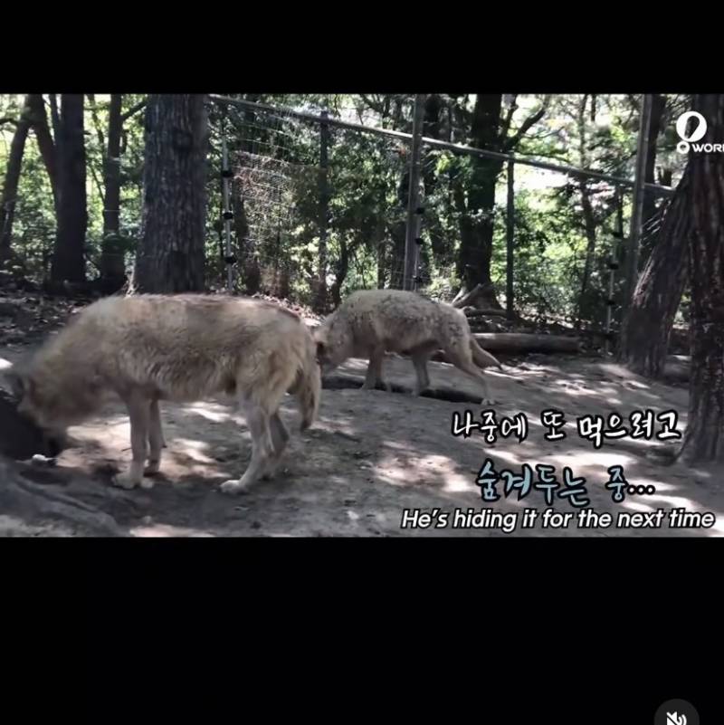 [잡담] 늑구네 동물원 늑대 생파 귀여움 | 인스티즈