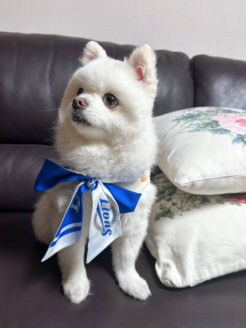 [잡담] 라오니들아 우리 강아지 봐바💙 | 인스티즈
