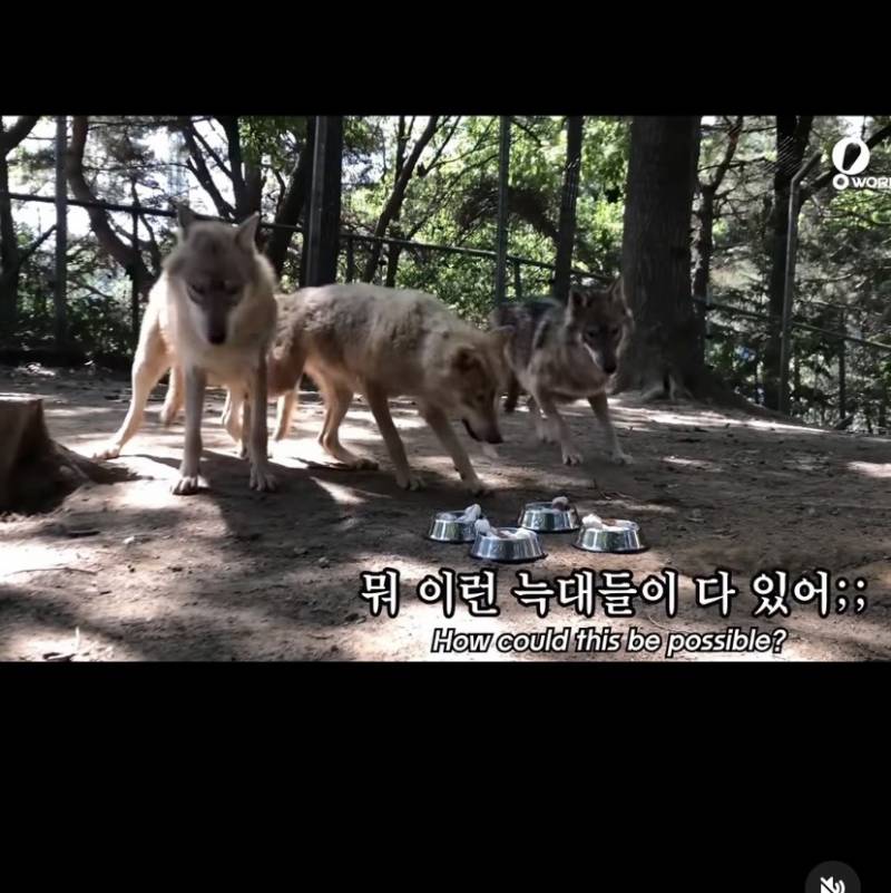 [잡담] 늑구네 동물원 늑대 생파 귀여움 | 인스티즈