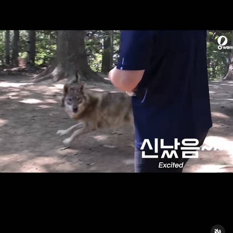 [잡담] 늑구네 동물원 늑대 생파 귀여움 | 인스티즈