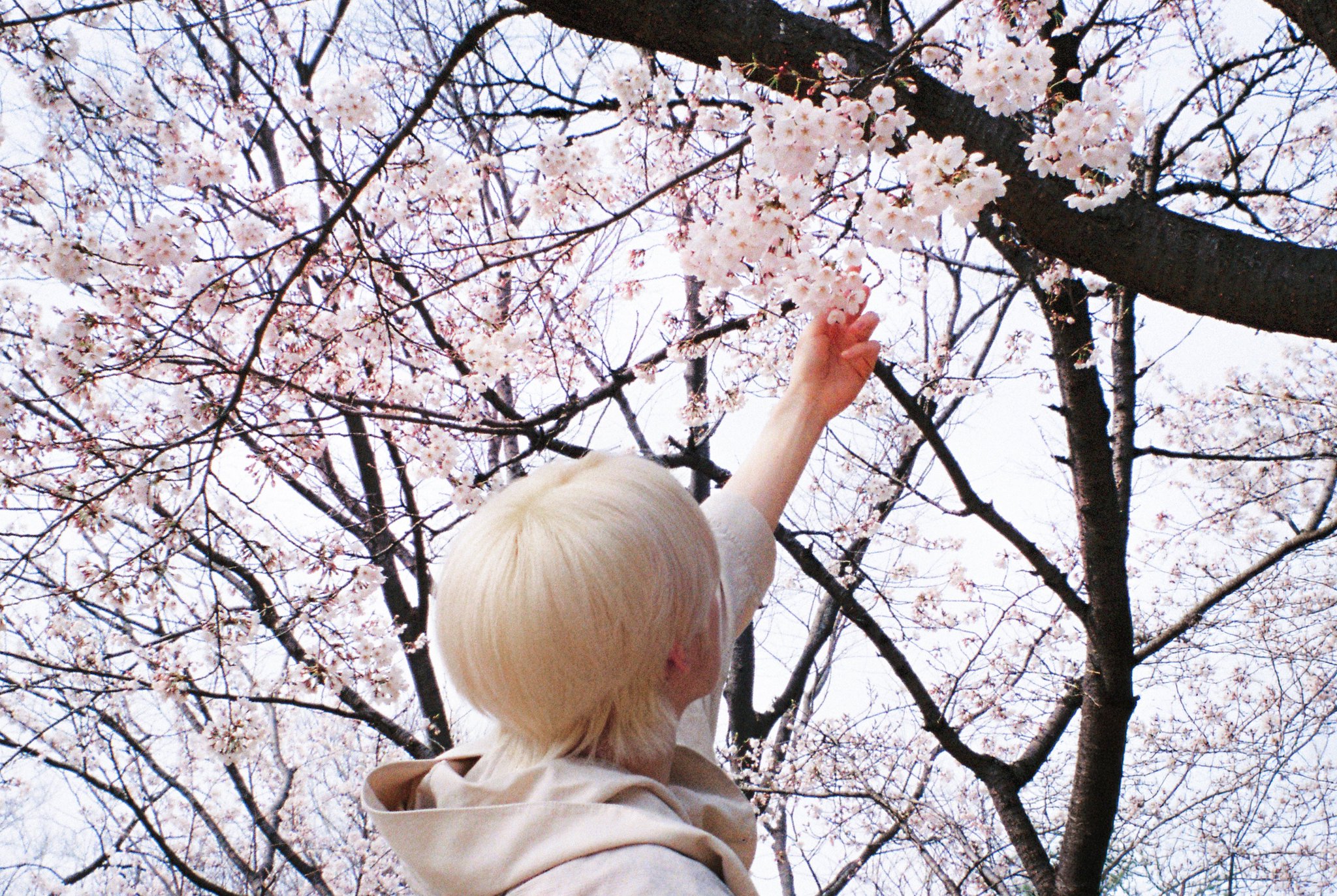 [잡담] 위시 지금 정규 프로모 돌리는거 에바(p) | 인스티즈