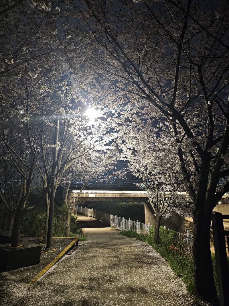 [잡담] 하루사이에 벚꽃 엄청 떨어졌네... | 인스티즈