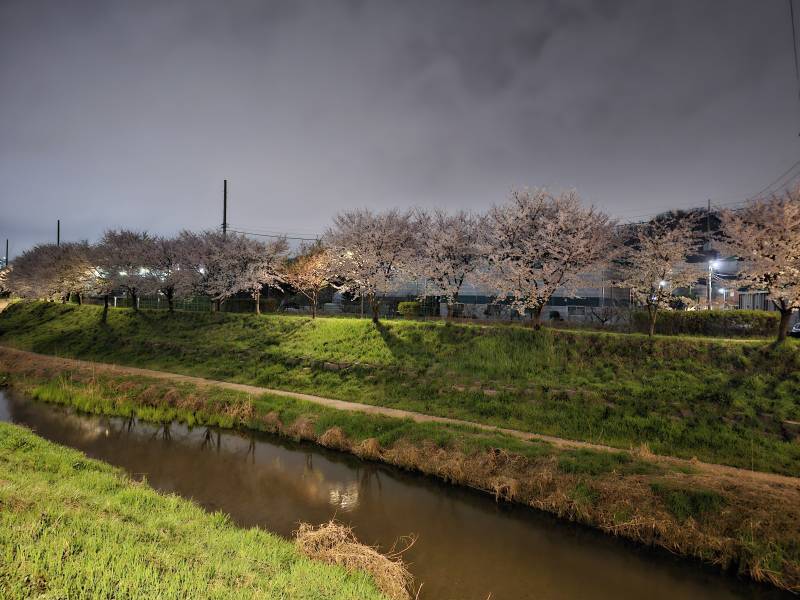 [잡담] 하루사이에 벚꽃 엄청 떨어졌네... | 인스티즈