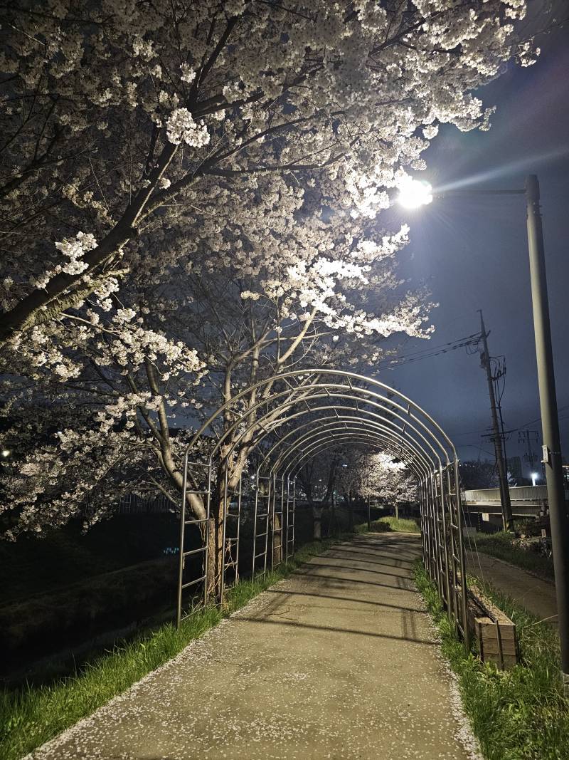 [잡담] 하루사이에 벚꽃 엄청 떨어졌네... | 인스티즈