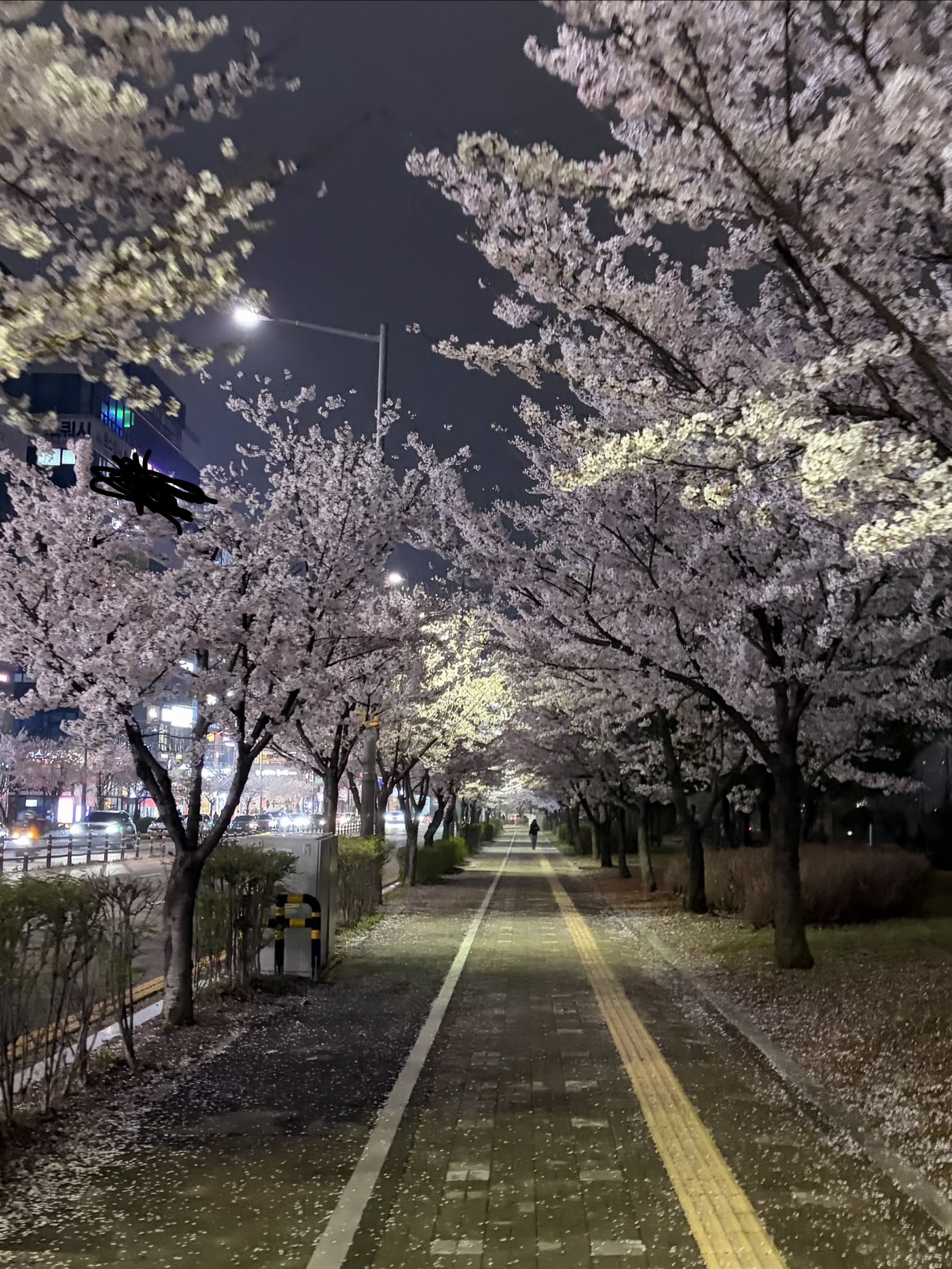 [잡담] 우리동네 이제 벚꽃핀거볼사람♡ | 인스티즈