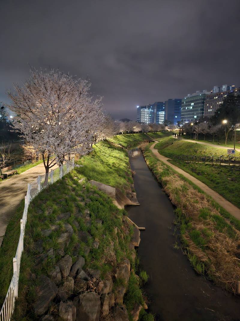 [잡담] 하루사이에 벚꽃 엄청 떨어졌네... | 인스티즈