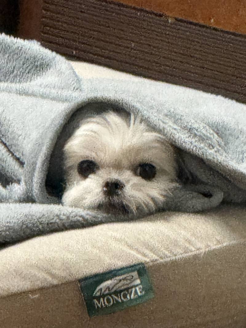 [잡담] 가나디 자랑하고 가도 돼? | 인스티즈