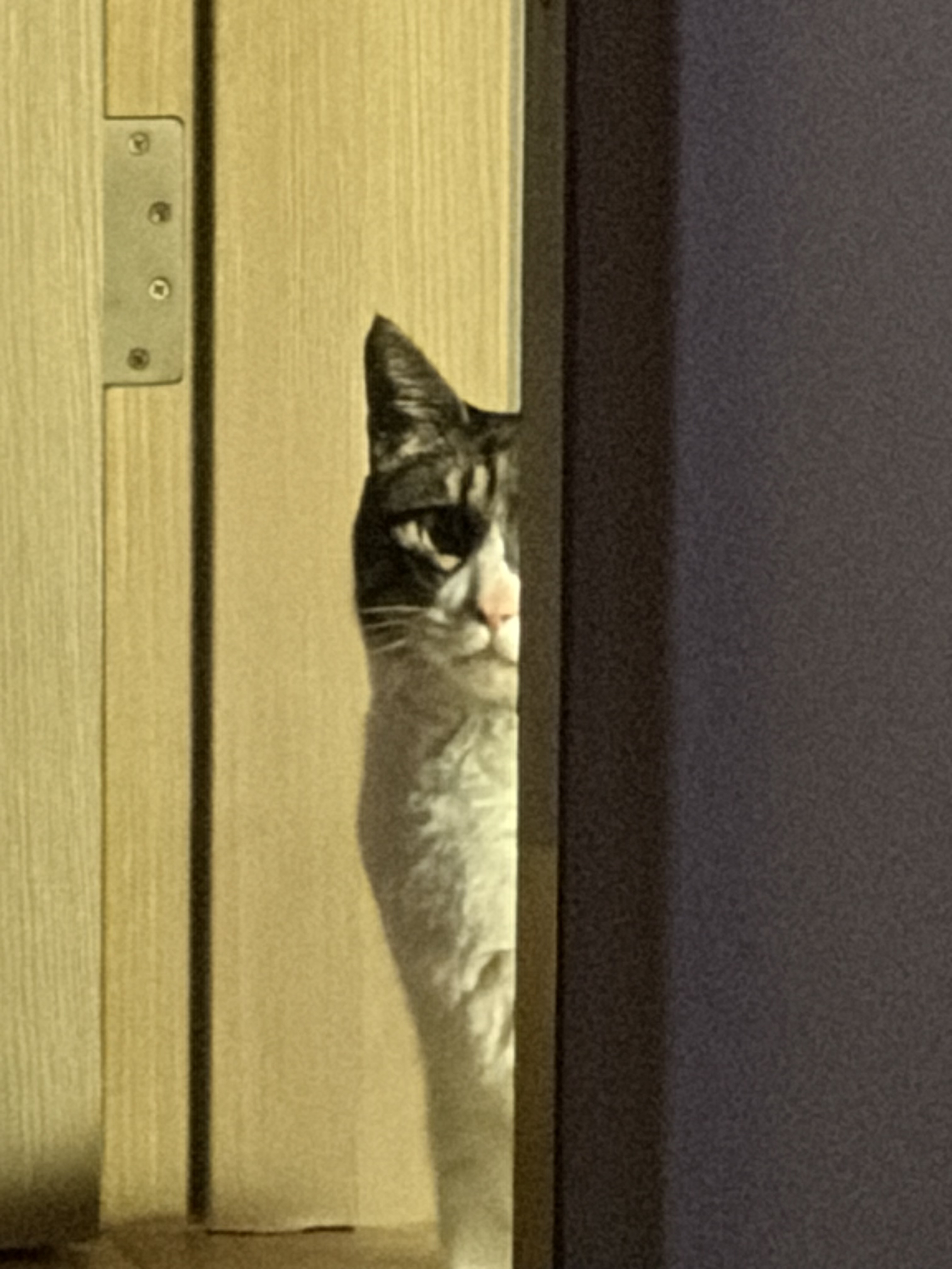 [잡담] 아 우얌 우리집 고양이 너무 귀여움 (찐 고양이임) | 인스티즈