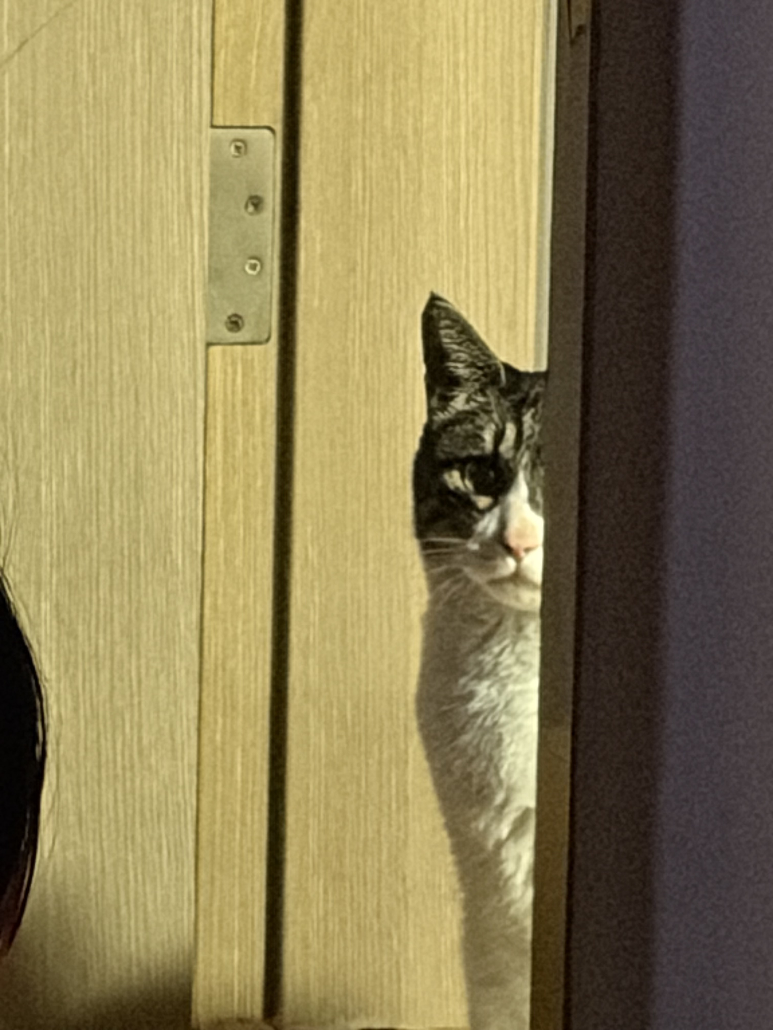 [잡담] 아 우얌 우리집 고양이 너무 귀여움 (찐 고양이임) | 인스티즈