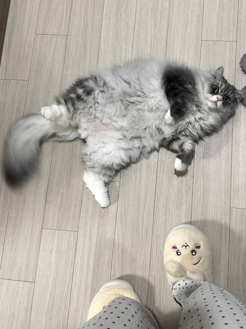 [잡담] 고양이가 넘 뚱뚱까스임 | 인스티즈