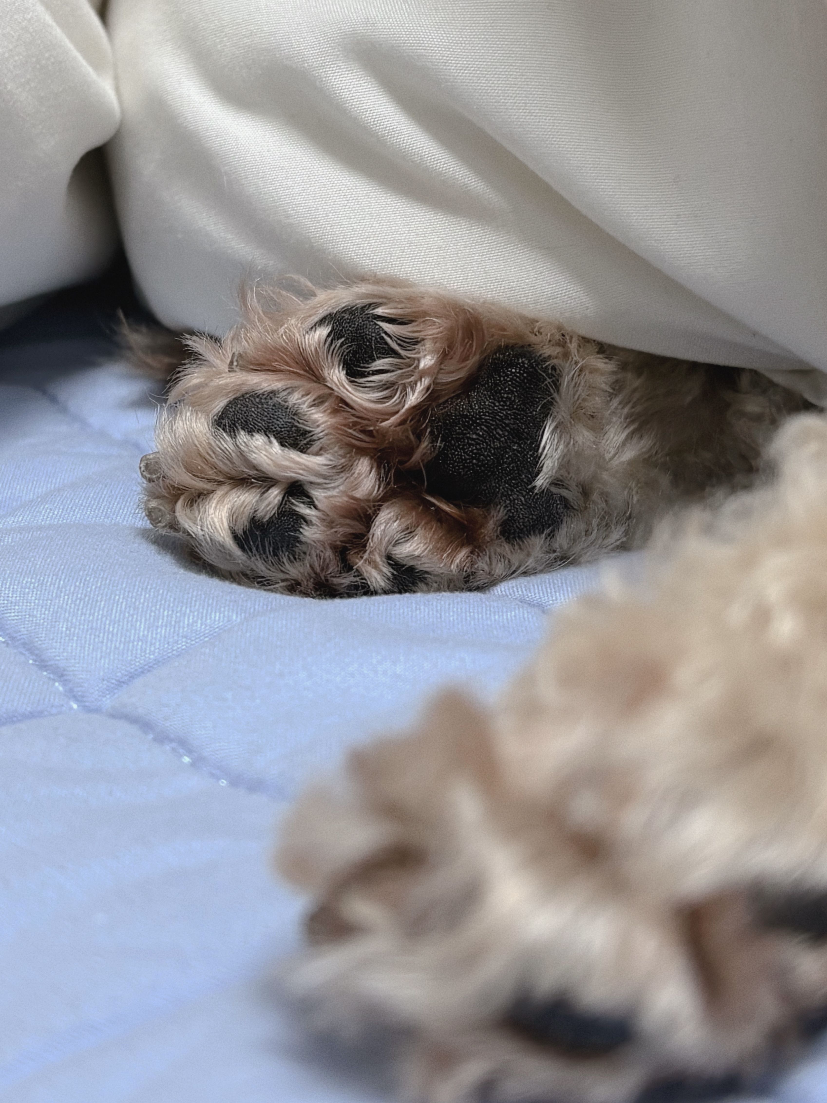 [잡담] 내가 까만 곰돌이 보여줄게 | 인스티즈