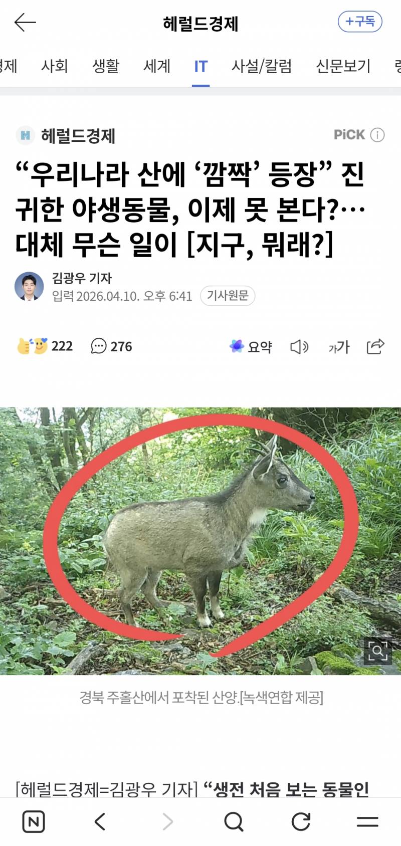 [잡담] 산양 이렇게 생긴줄 몰랐는데 귀엽다 | 인스티즈