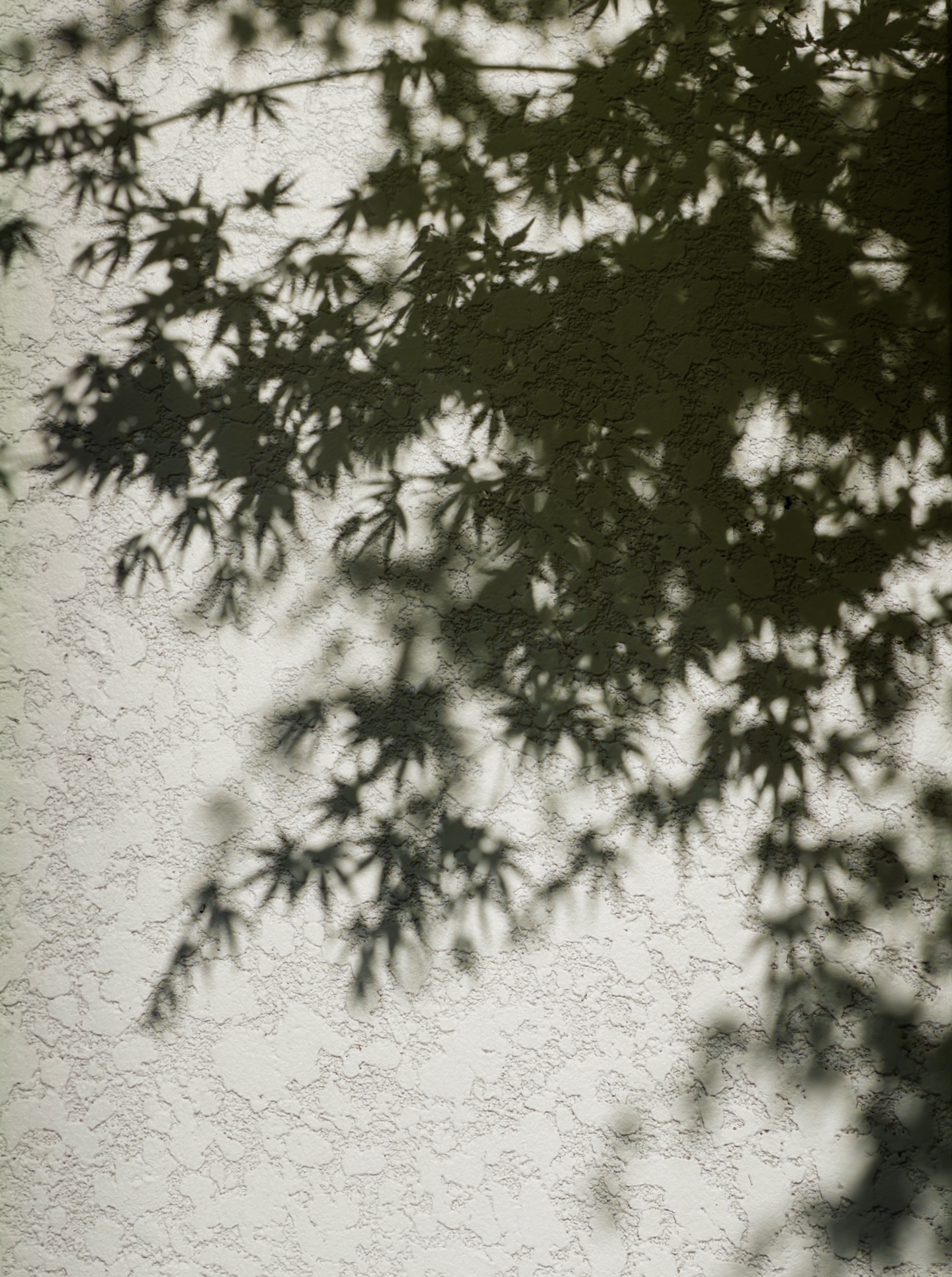 [잡담] 그림자 예쁘다 🌿🌿 | 인스티즈