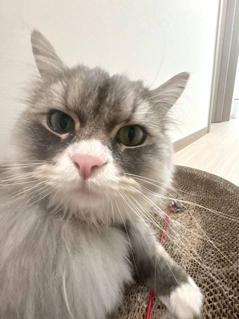 [잡담] 이 고양이 엄청 귀엽다 | 인스티즈