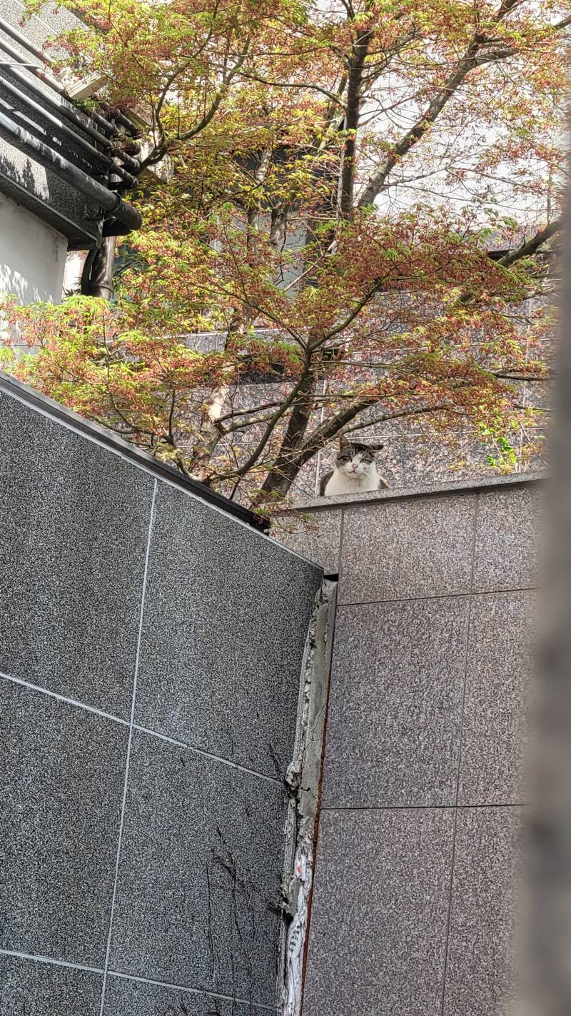 [잡담] 아침부터 창문밖에서 가르릉가르릉 누구냐 | 인스티즈