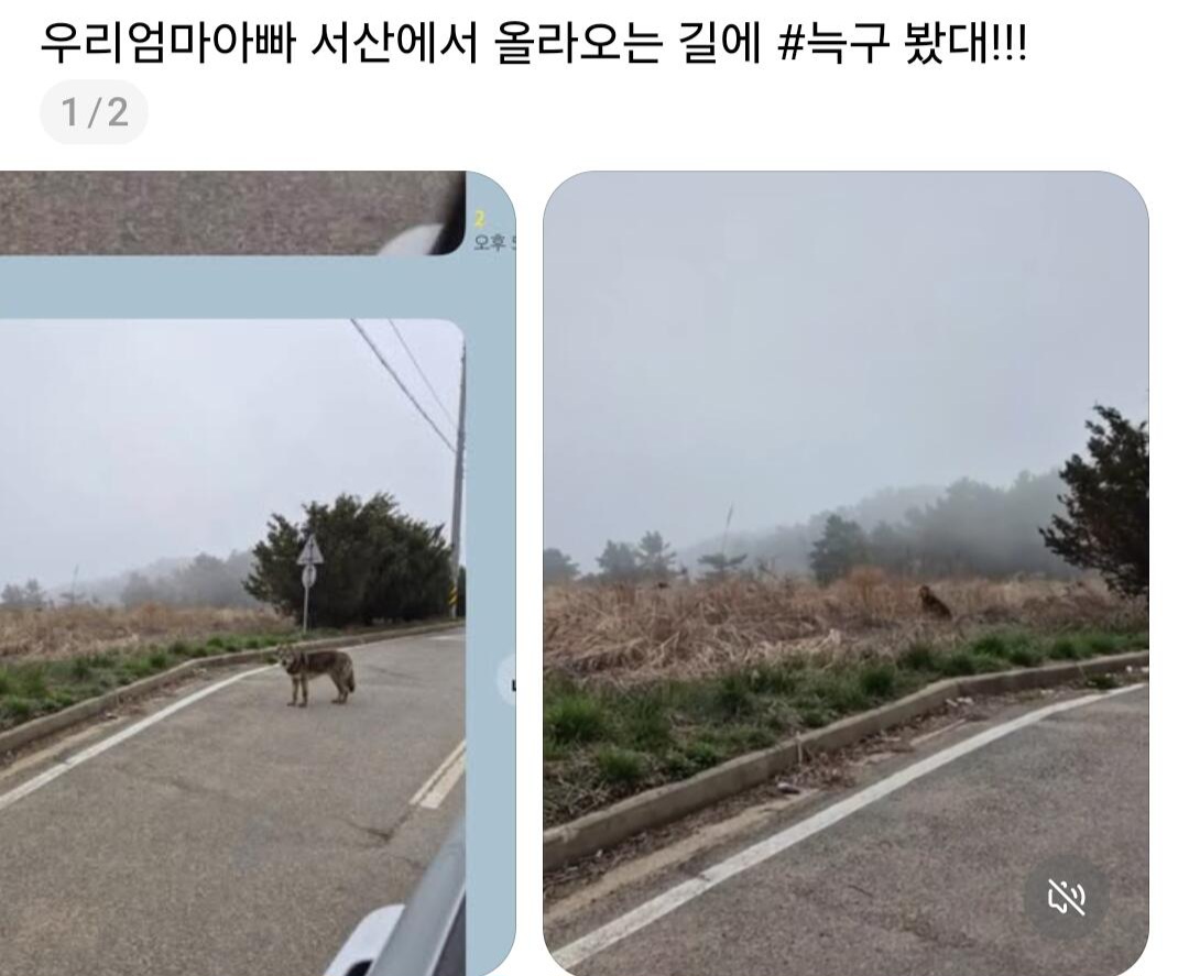 [정보/소식] SNS에 늑구로 추정되는 동물을 봤다는 한 네티즌의 글이 업로드됨 | 인스티즈
