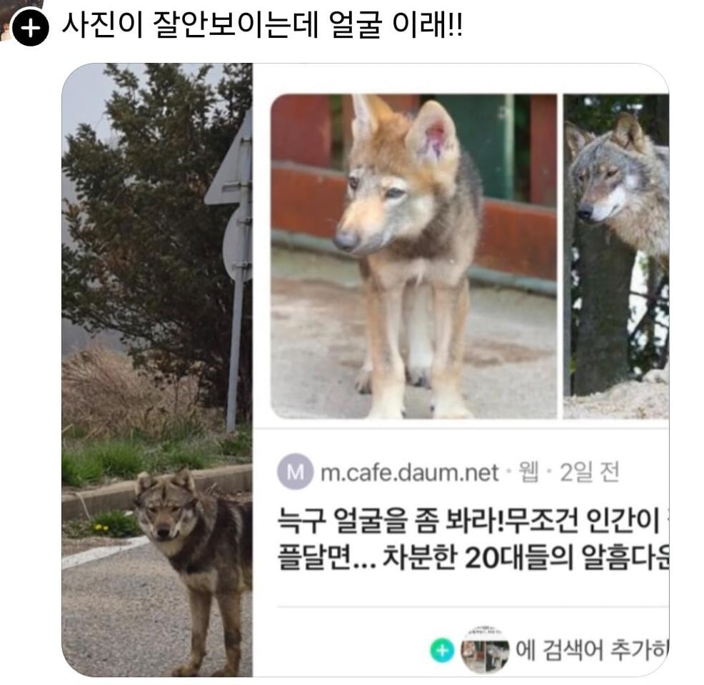 [정보/소식] SNS에 늑구로 추정되는 동물을 봤다는 한 네티즌의 글이 업로드됨 | 인스티즈